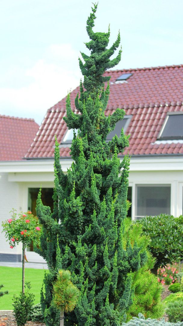 chamaecyparis wissel's saguaro 2