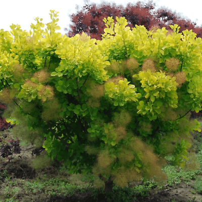 cotinus golden spirit 1