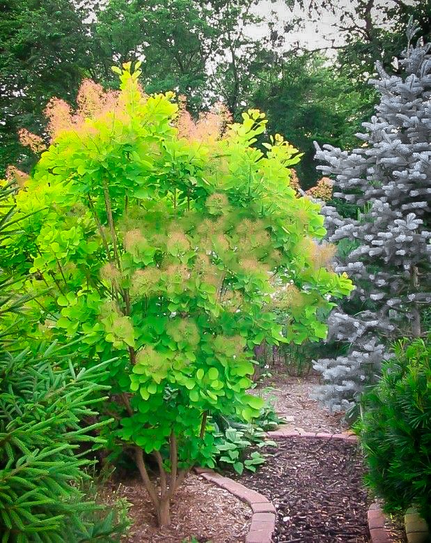 cotinus golden spirit 2