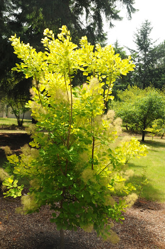 cotinus golden spirit 3