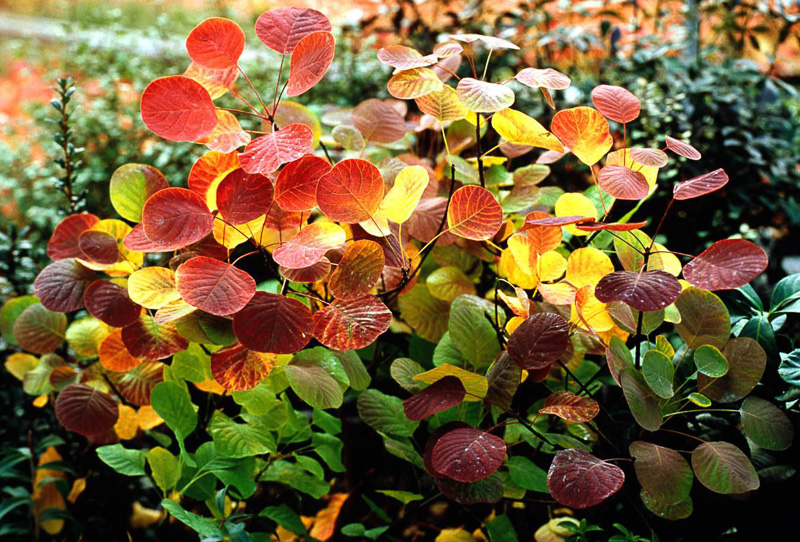 cotinus golden spirit
