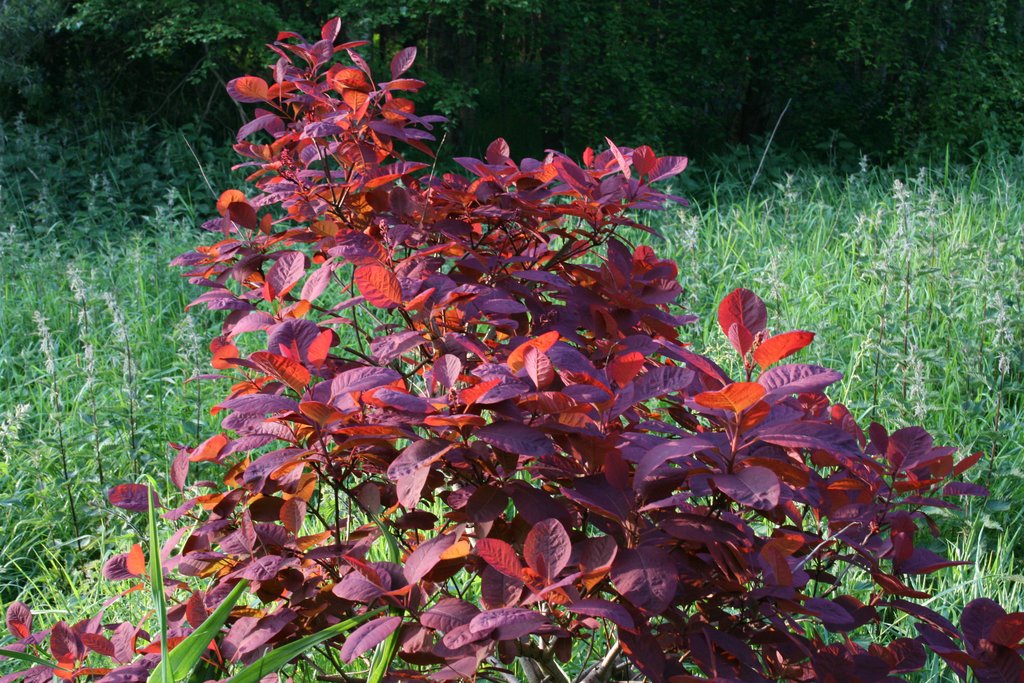 cotinus grace 1