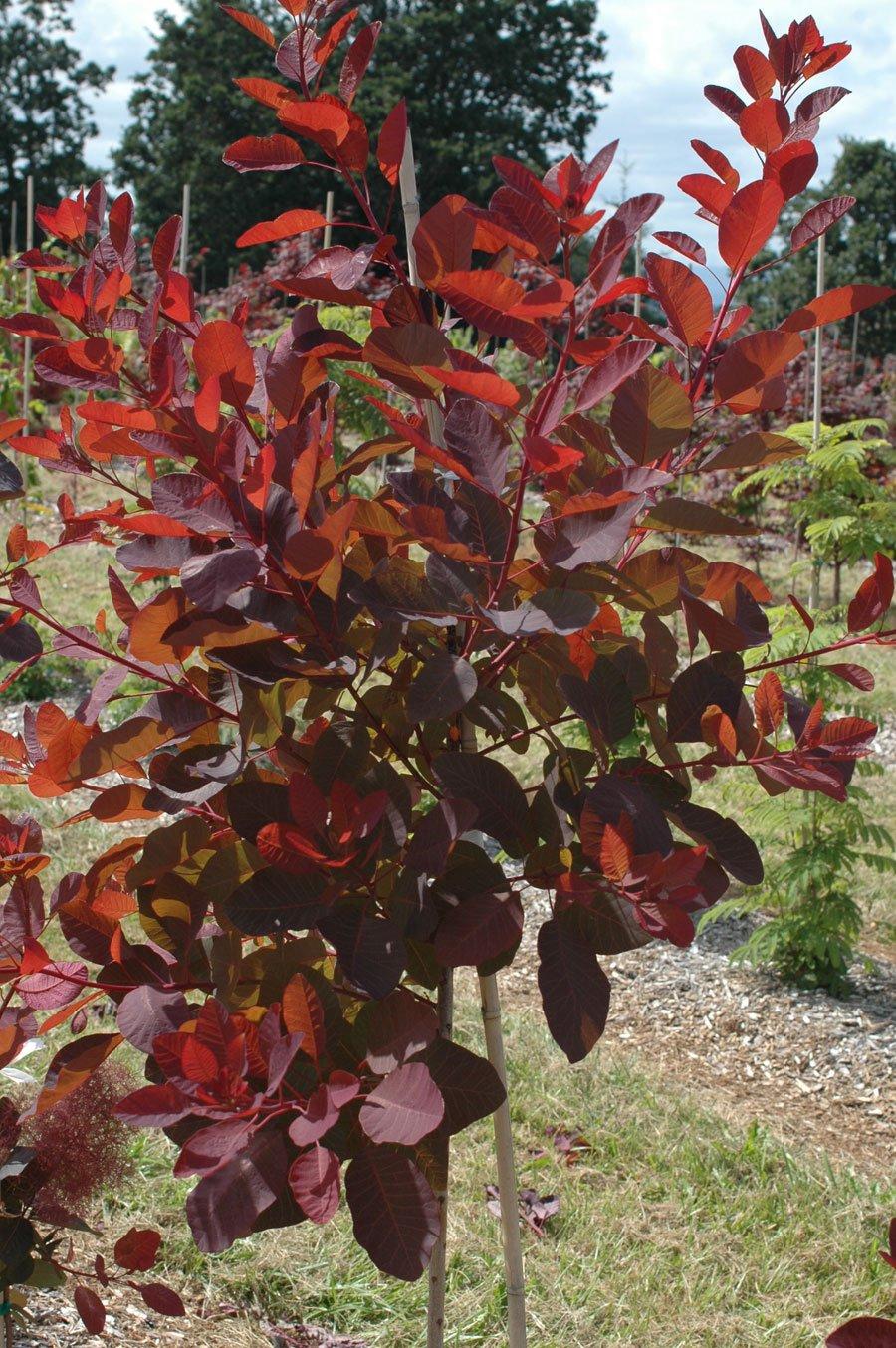 cotinus grace 2