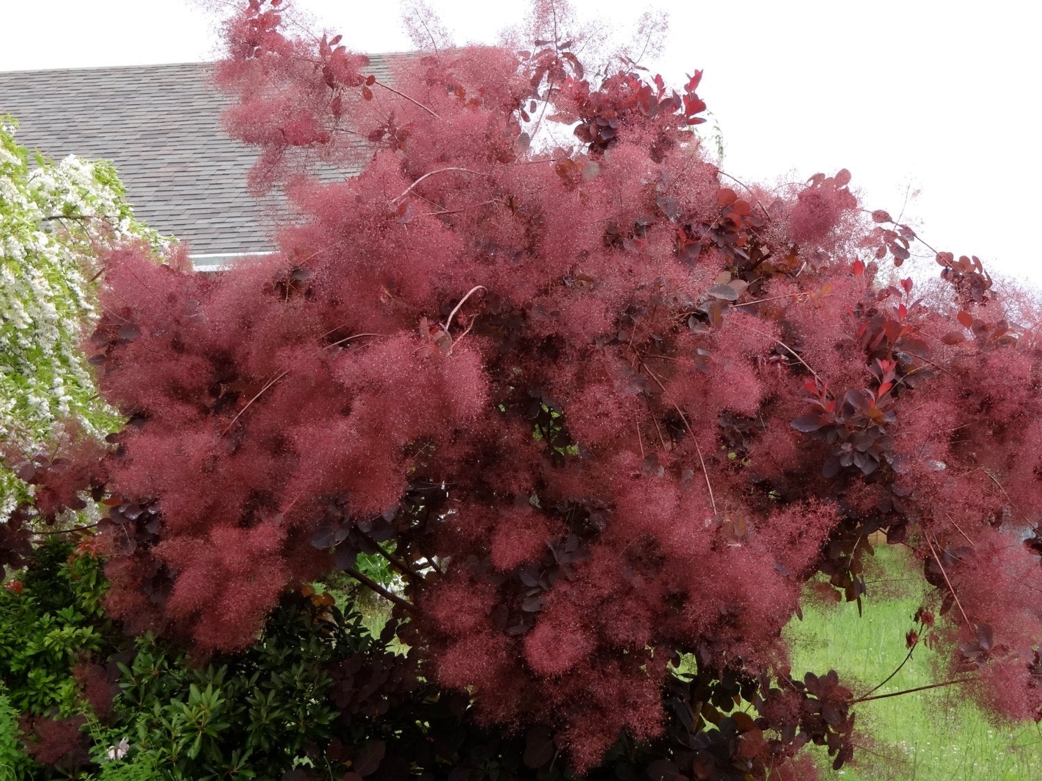 cotinus grace 3
