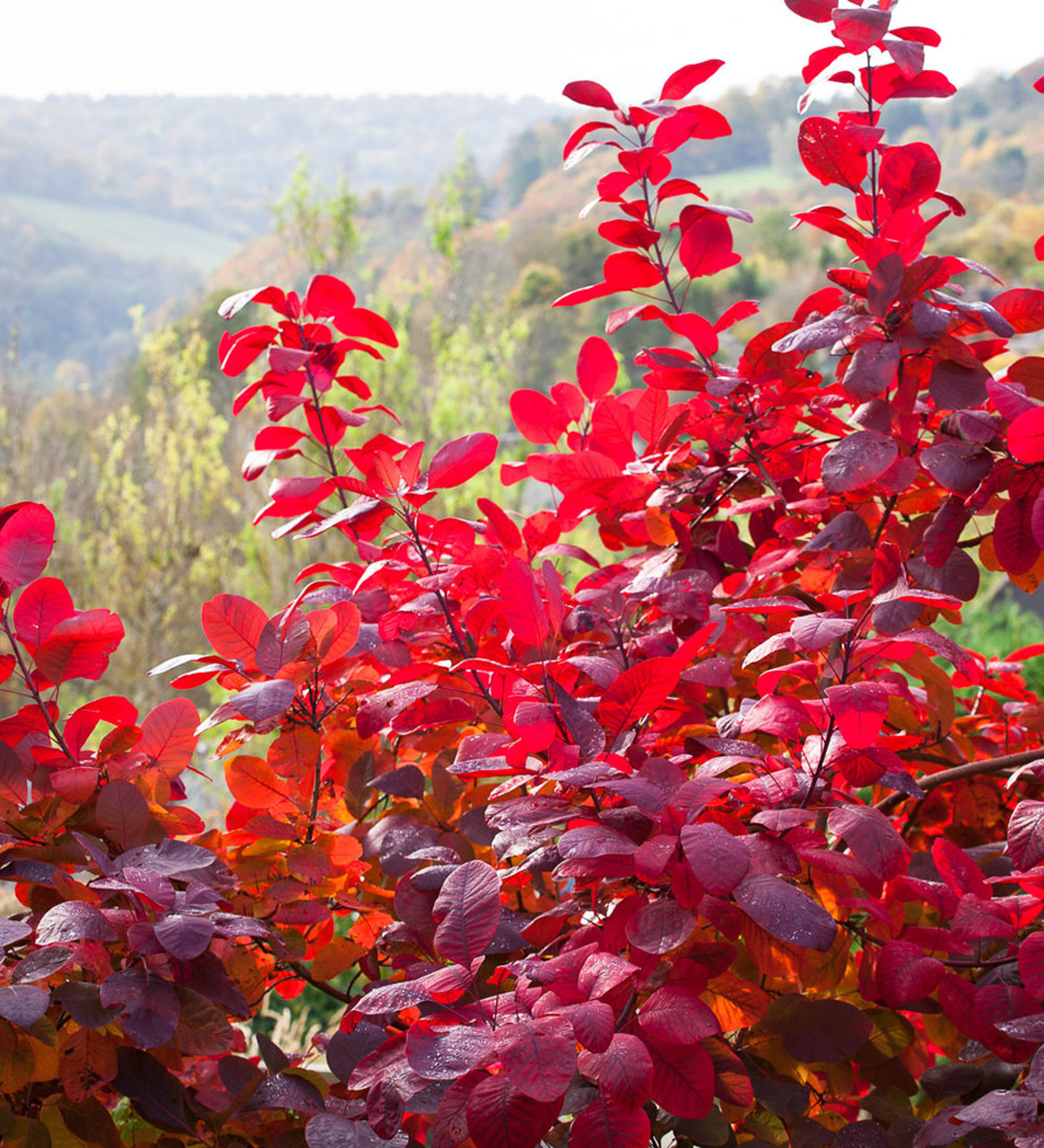 cotinus grace
