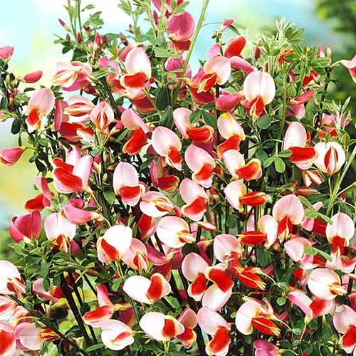 cytisus maria burkwood 1