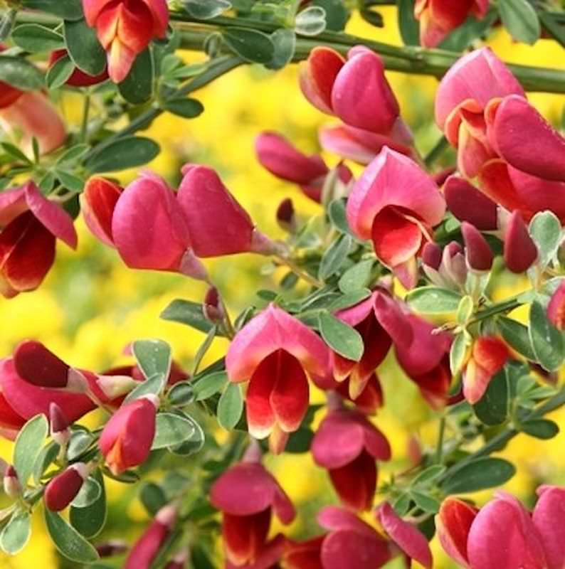 cytisus maria burkwood 2