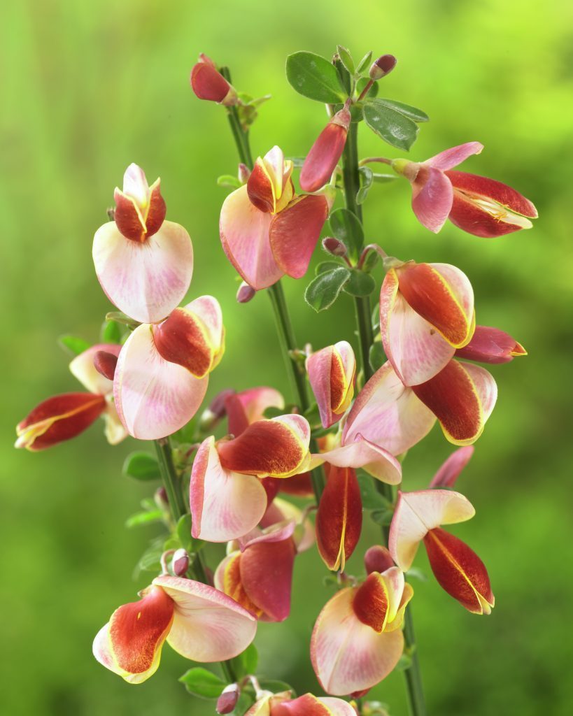 Cytisus Maria Burkwood