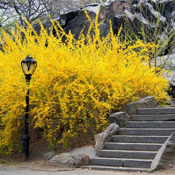 forsythia lynwood 1