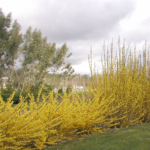 forsythia maree d'or 1