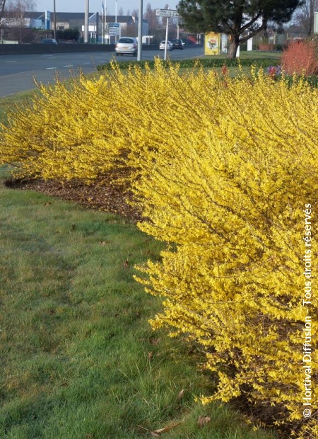 forsythia maree d'or 2