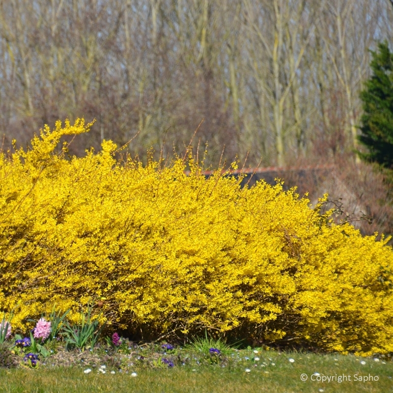 forsythia maree d'or 3