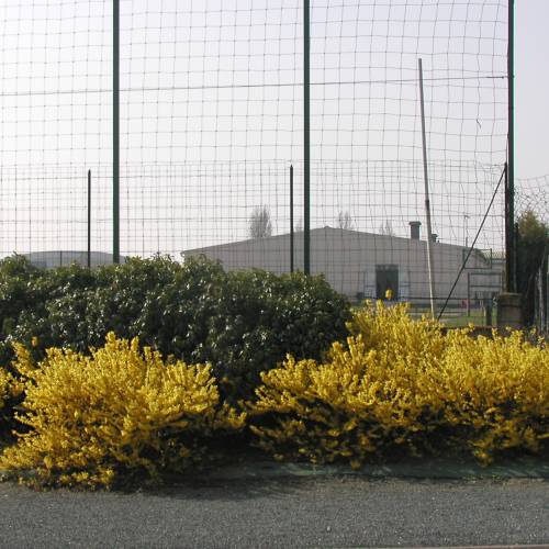 forsythia maree d'or