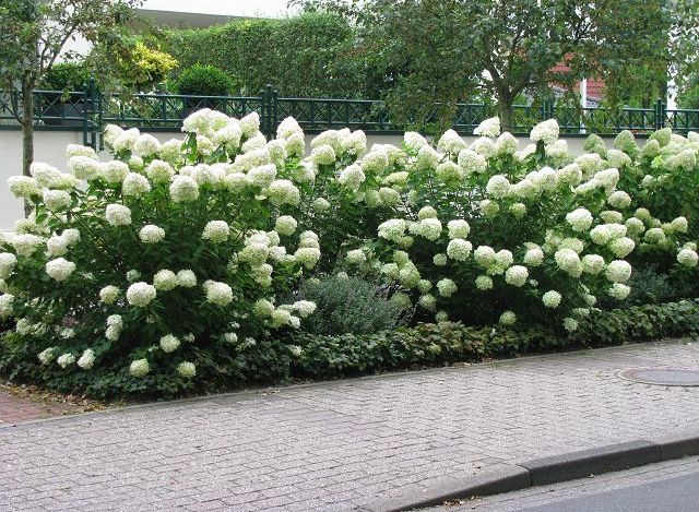 hydrangea grandiflora 1