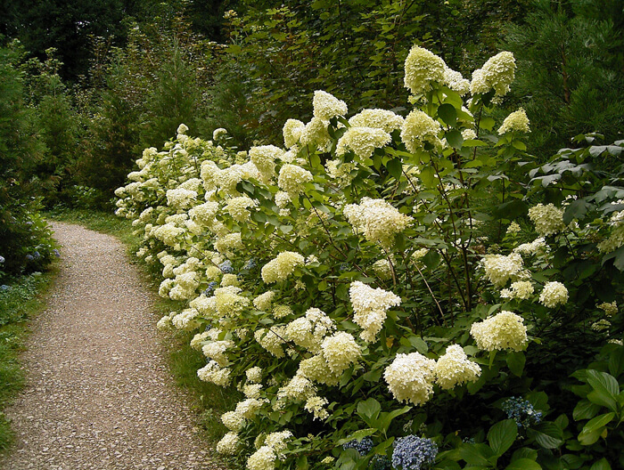 hydrangea grandiflora 2