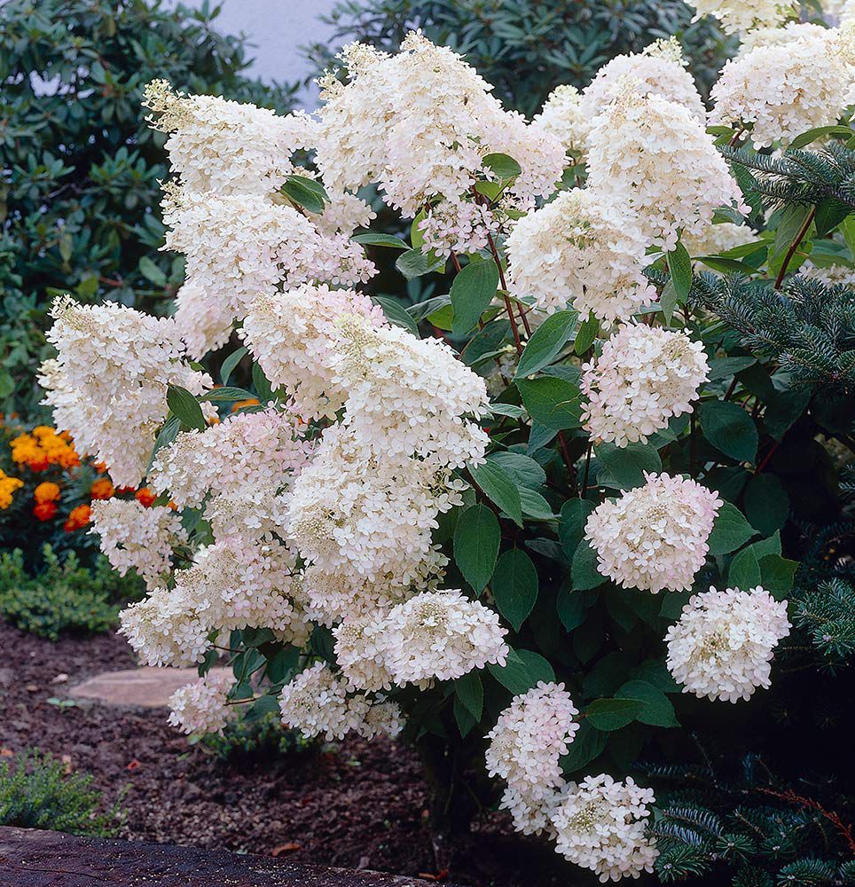 hydrangea grandiflora