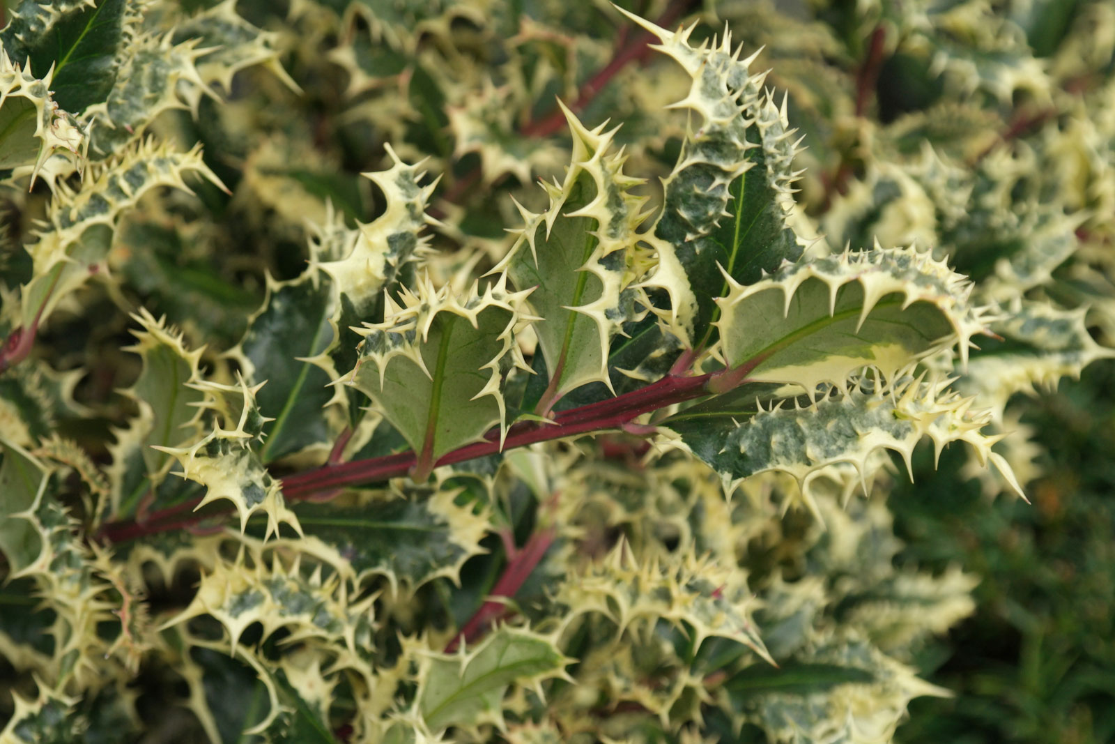 ilex ferox argentea 1