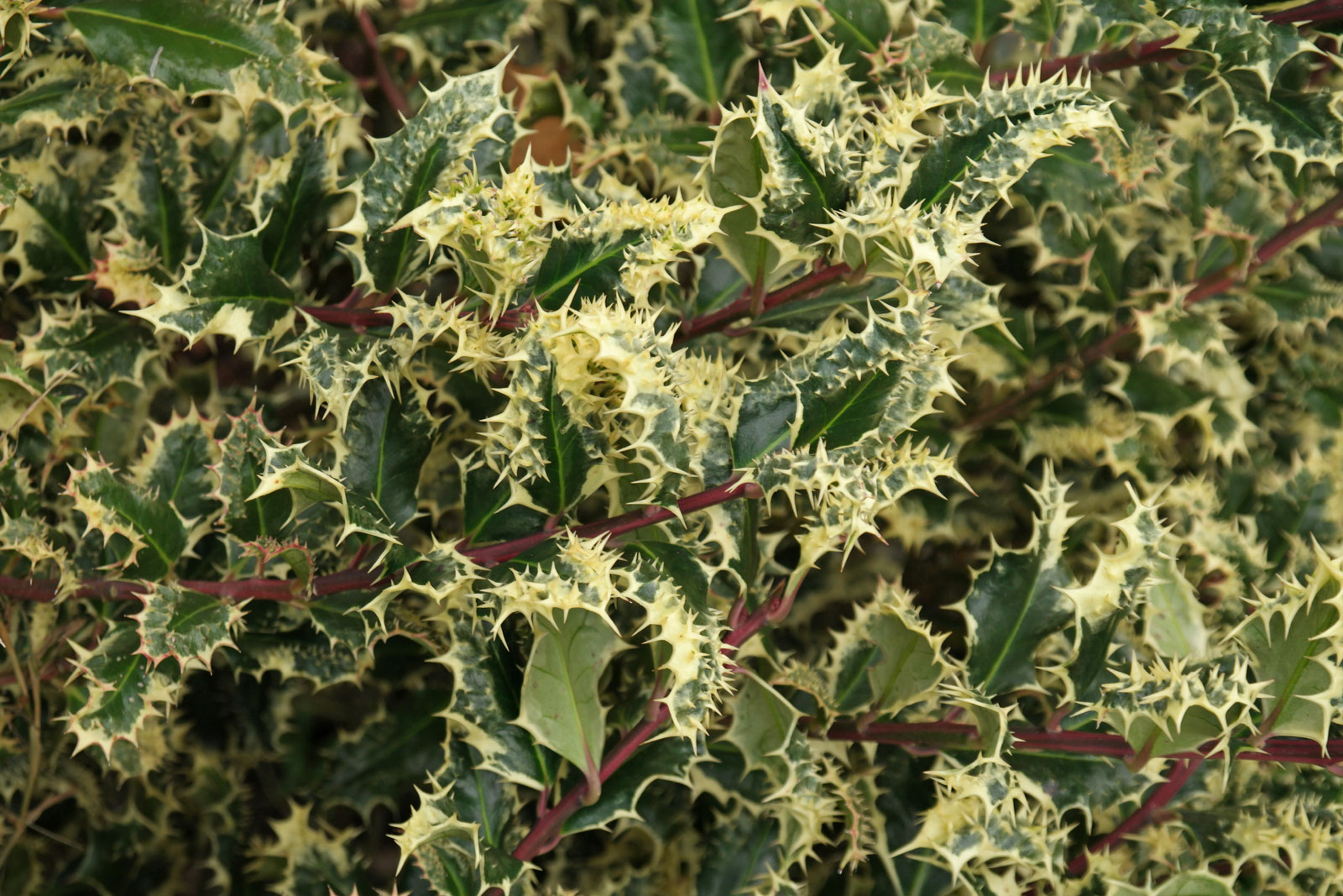 ilex ferox argentea 2