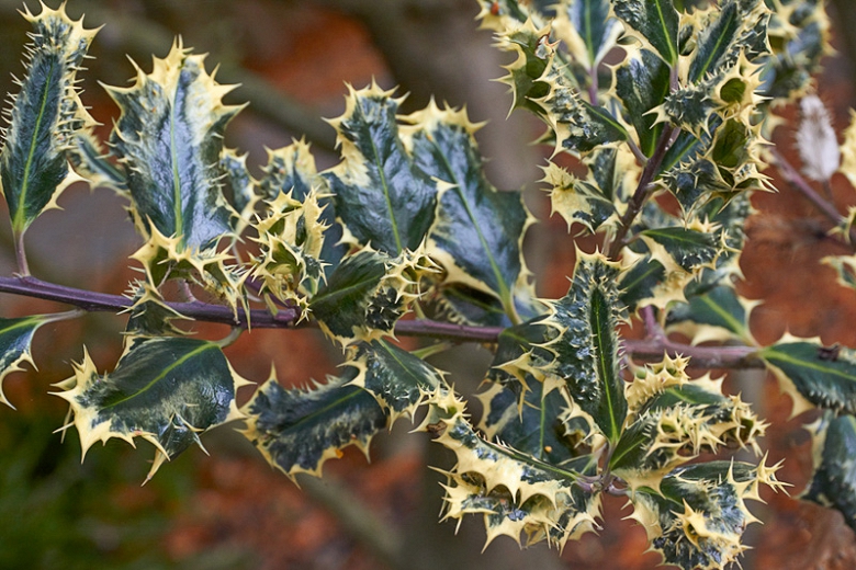 ilex ferox argentea