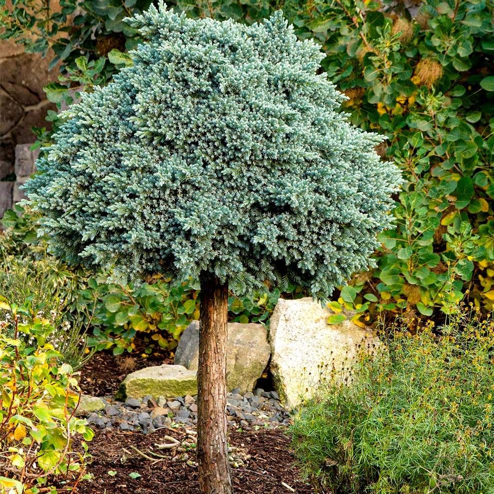 juniperus blue star stem 1