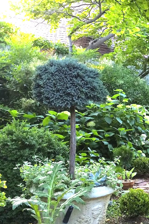 juniperus blue star stem 2