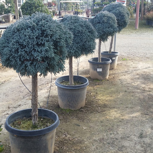 juniperus blue star stem 3