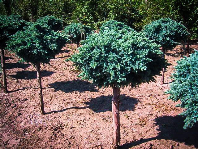 juniperus blue star stem