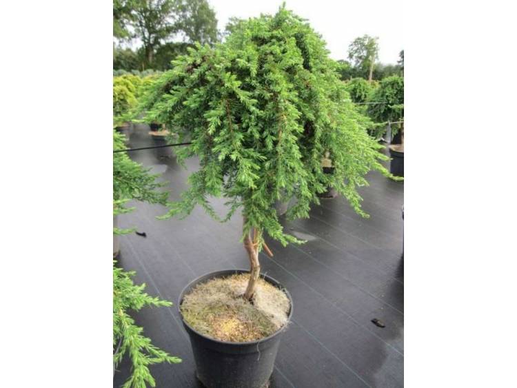 juniperus green mantle stem 1
