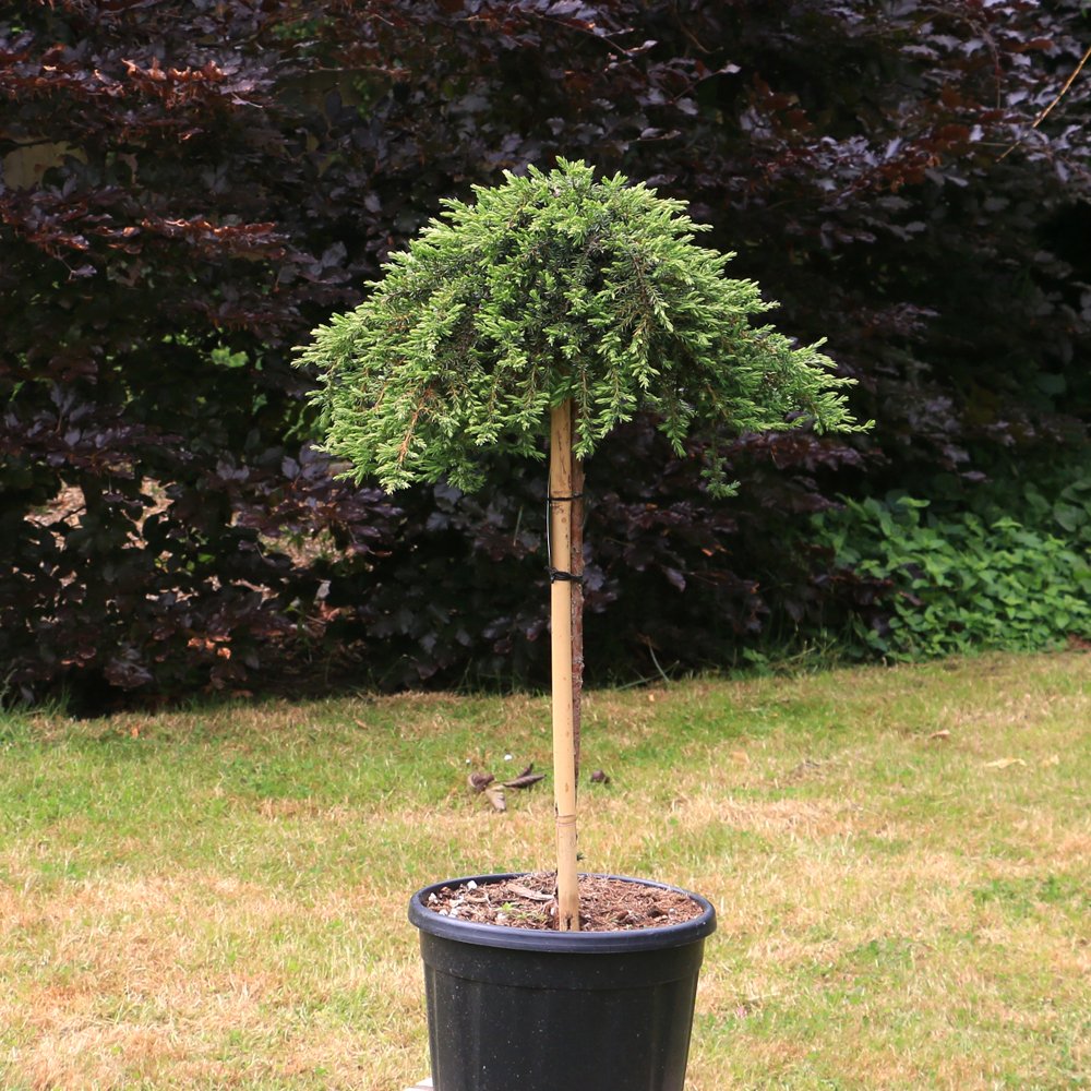 juniperus green mantle stem 3