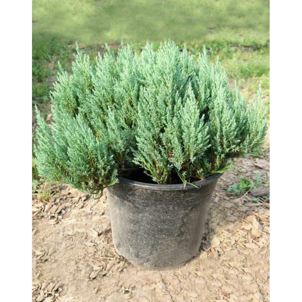 juniperus horizontalis alpina 1