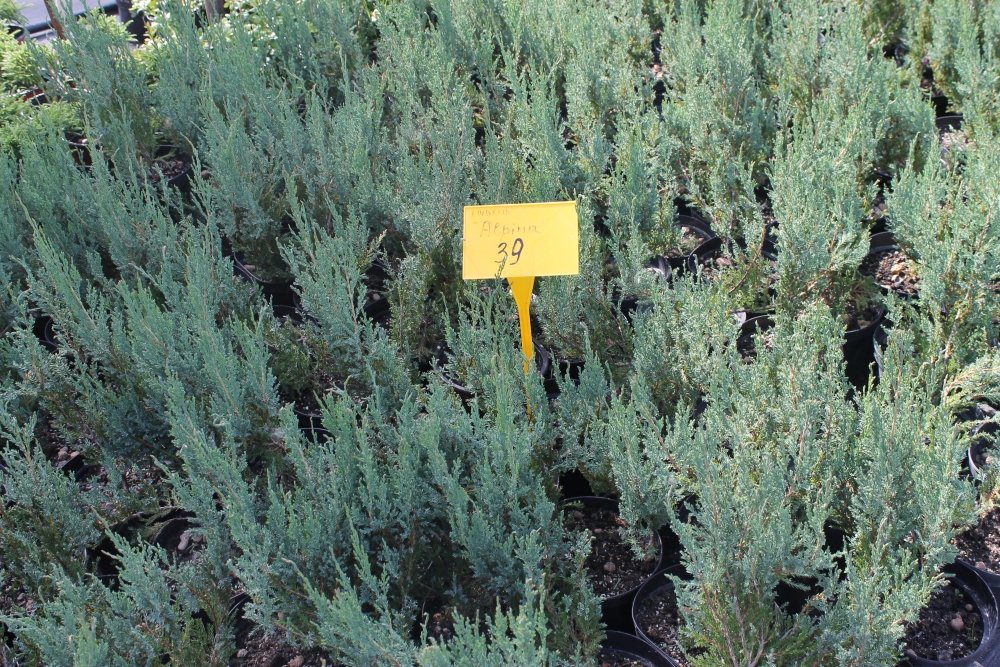 juniperus horizontalis alpina 2