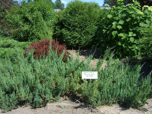 juniperus horizontalis alpina 3