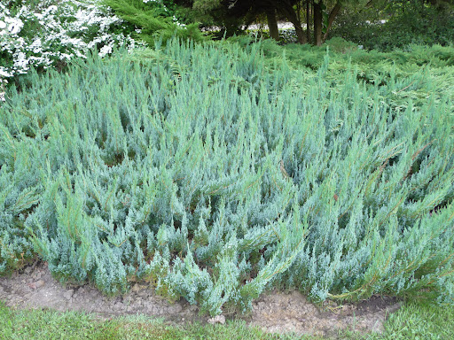 juniperus horizontalis alpina
