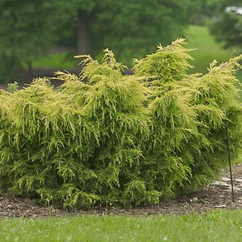 juniperus kuriwao gold 3