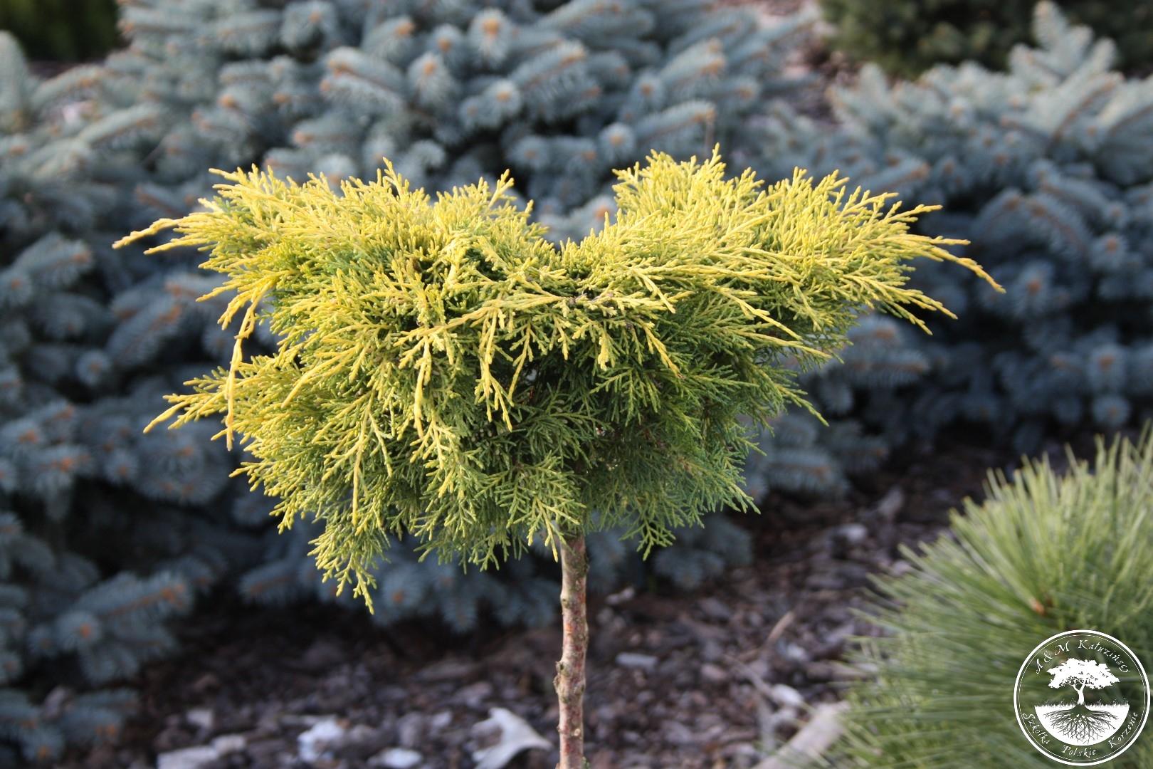 juniperus pfitzeriana golden joy stem