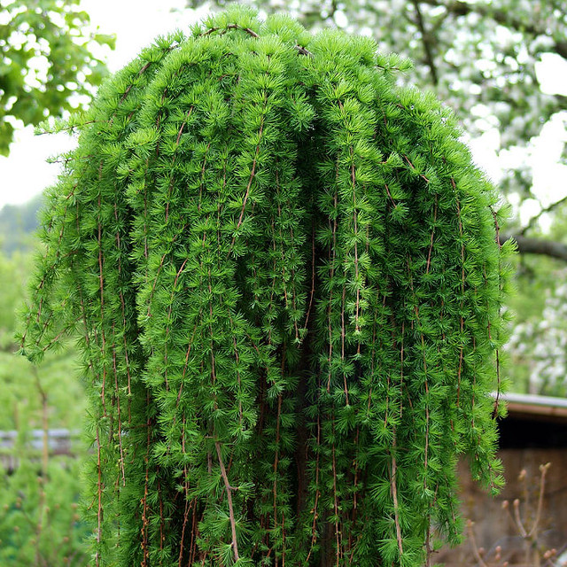 larix kaempferi stiff weeper 1