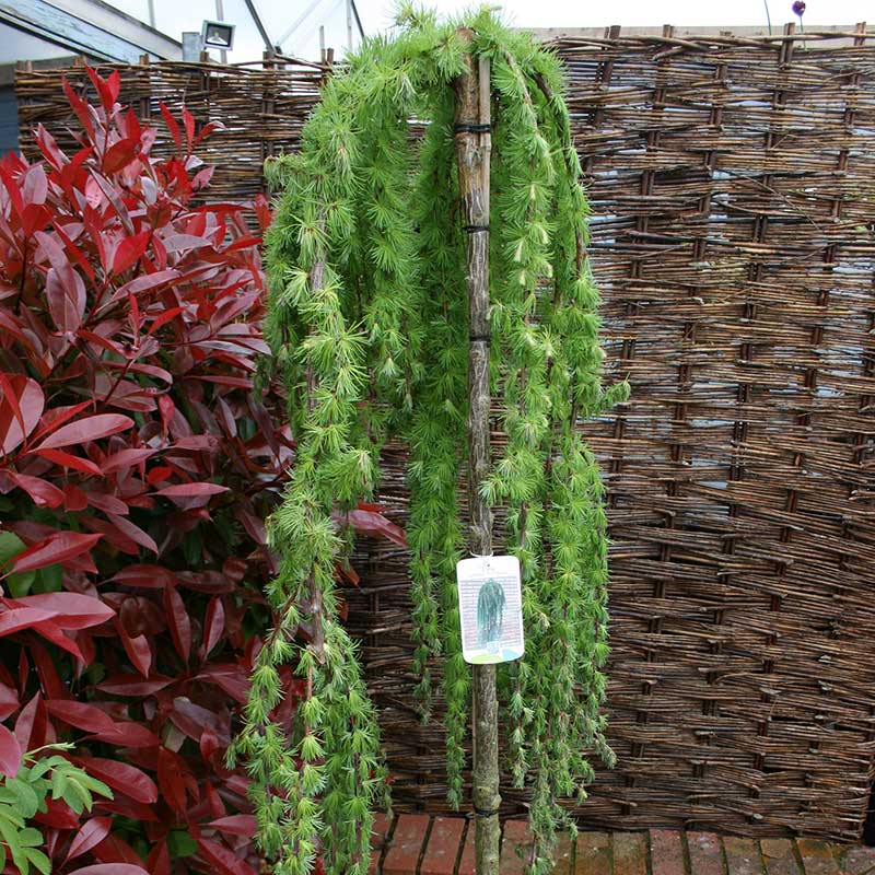 larix kaempferi stiff weeper 2