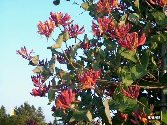 lonicera american beauty 1