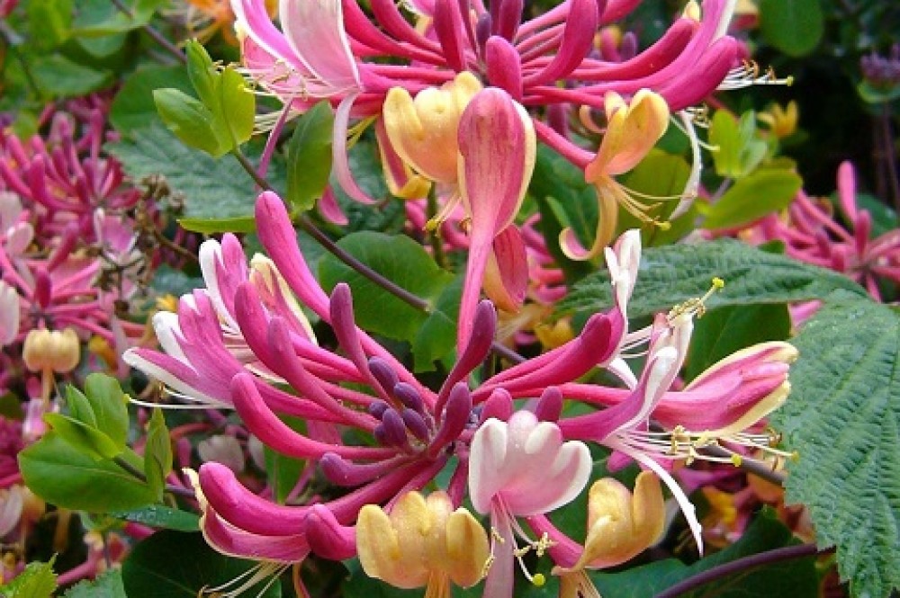 lonicera american beauty 2