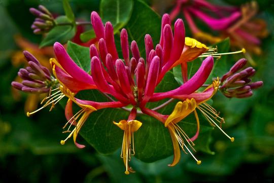 lonicera american beauty