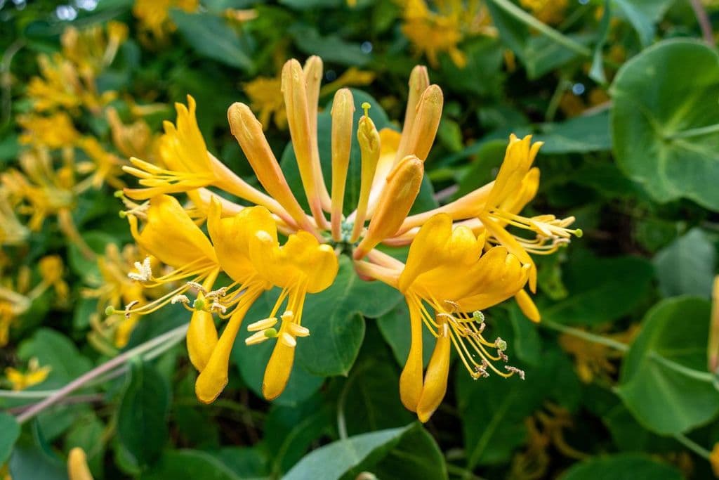 lonicera tellmaniana 1