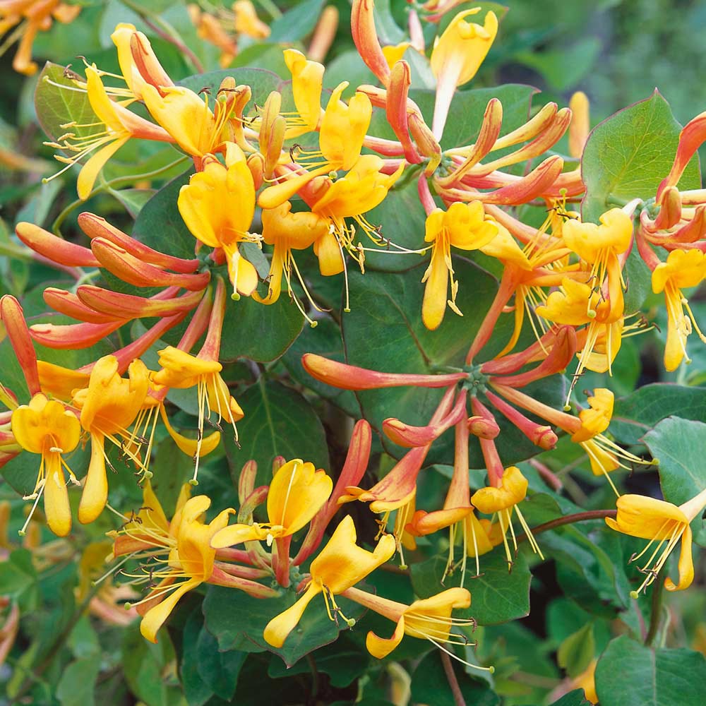 lonicera tellmaniana 2