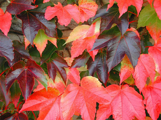 parthenocissus tricuspidata veitchii