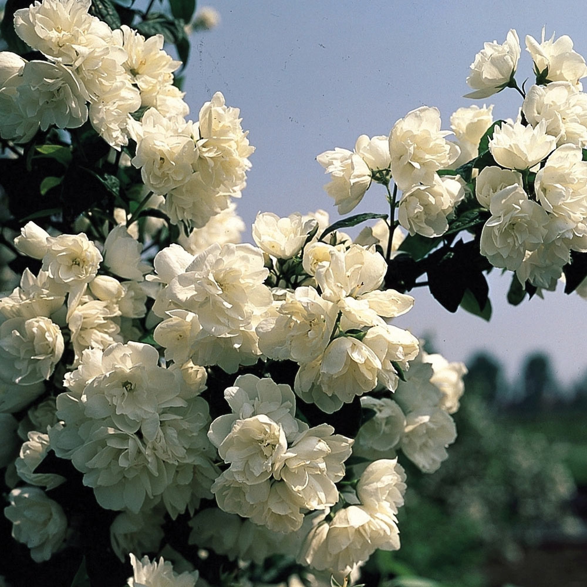 philadelphus virginal 1