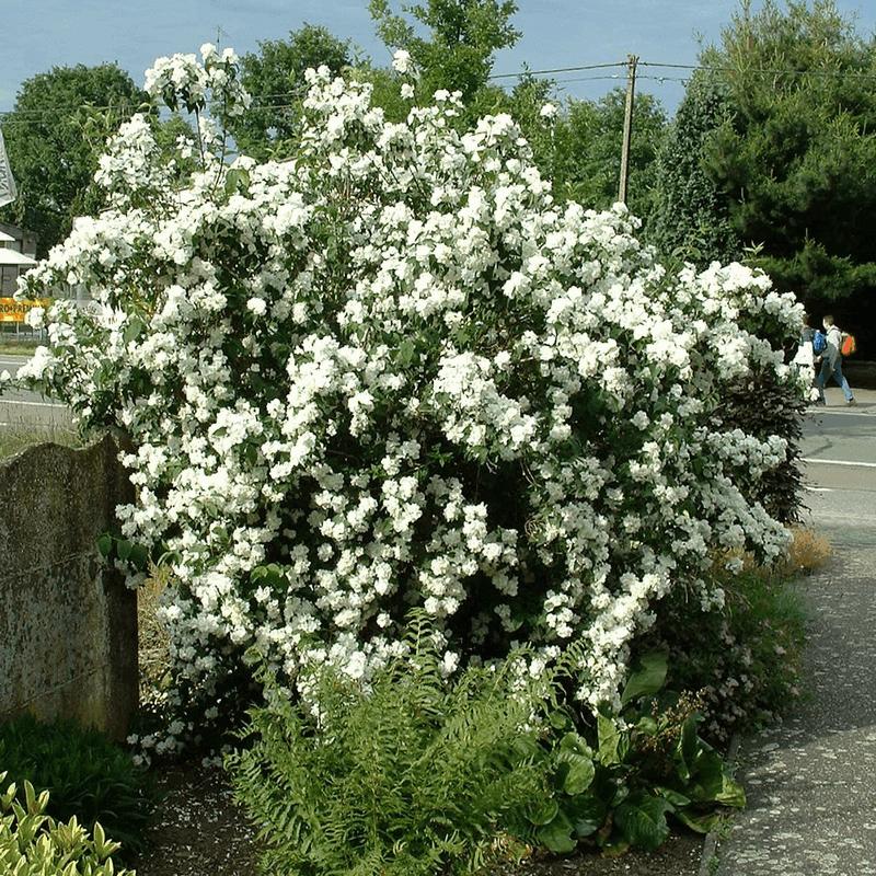 philadelphus virginal 2