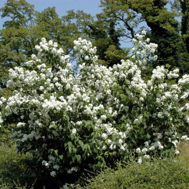 philadelphus virginal 3