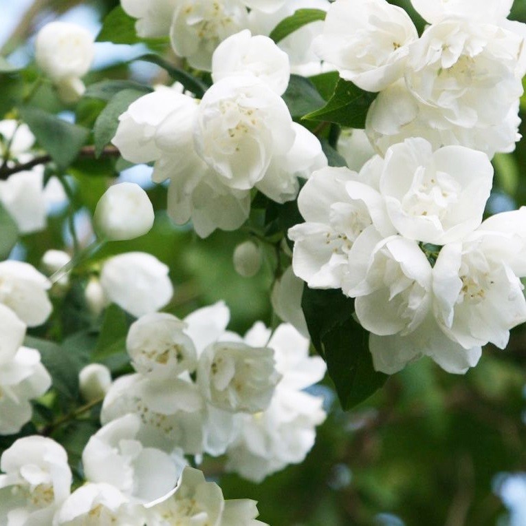 philadelphus virginal
