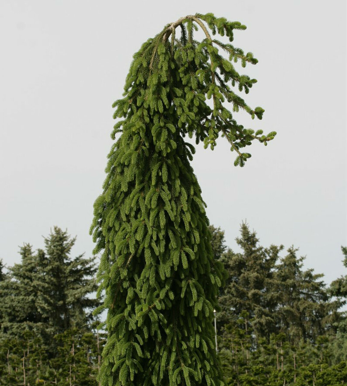 picea abies frohburg 1