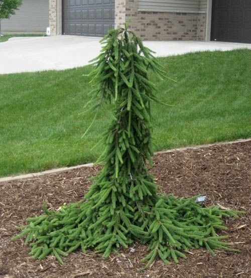 picea abies frohburg 2