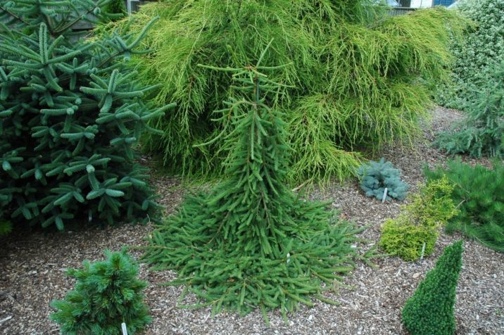 picea abies frohburg